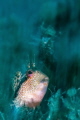   Blenny crawling through seagrassMacro motion blur long striped fish sitting ledge full seagrass. Nikon D90 105mm ISO 100 f22 18s. Ikelite housing dual DS51 strobes. seagrass f/22, f22, 22, 1/8s. 1/8s 8s. strobes  